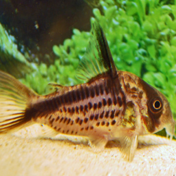 Corydoras Axelrodi